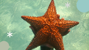 First of all, I am not a starfish. I am a sea star!