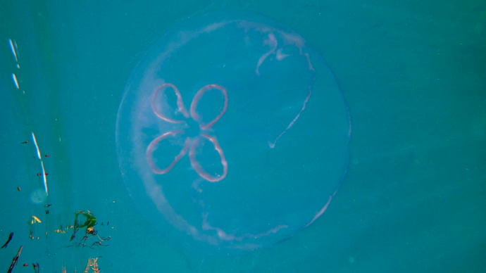 Jellyfish in Vieques, Puerto Rico