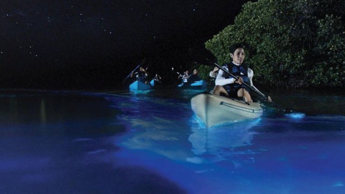 World's Brightest Bio Bay Experience