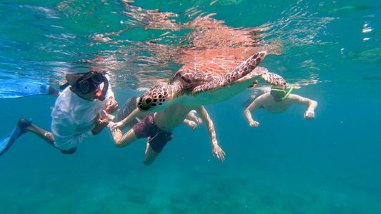 Proper behavior around sea turtles with Salty Spirit