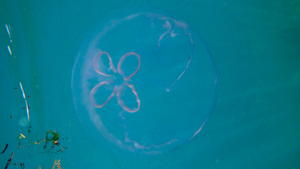 Jellyfish in Vieques, Puerto Rico