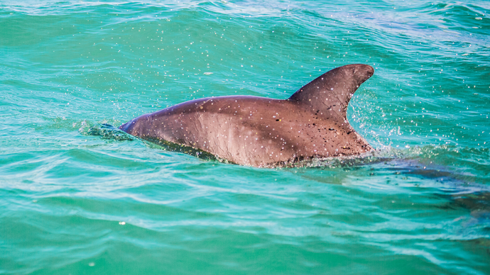 Snorkeling Tour in Vieques - Swimming with Dolphins