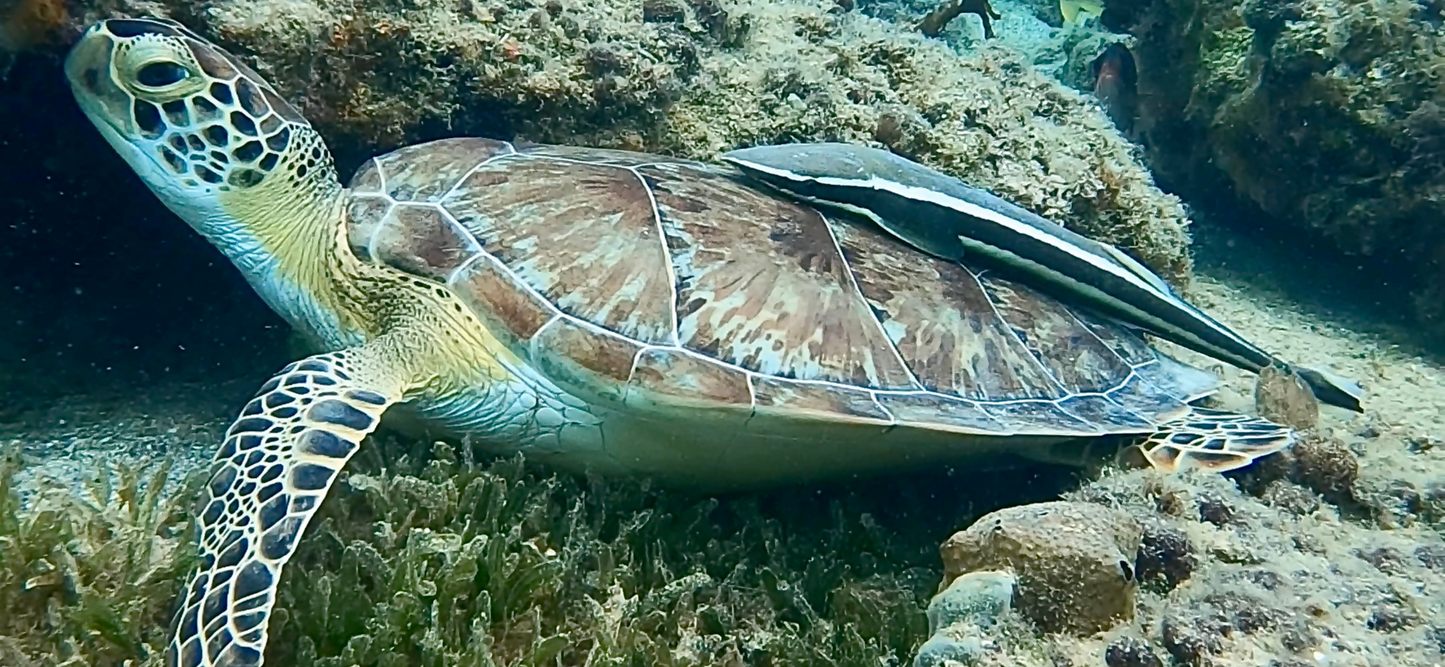 Shared Snorkeling