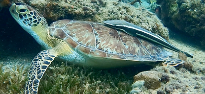 Shared Snorkeling