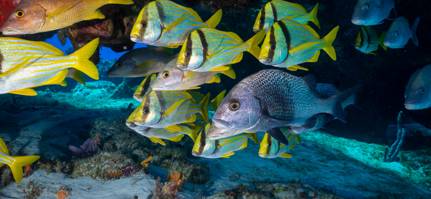 Shared Snorkeling