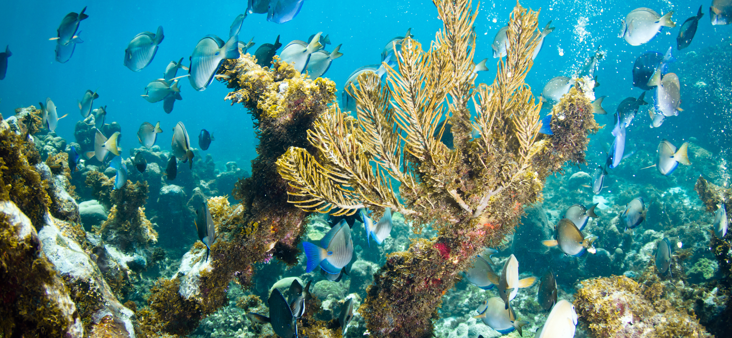 Shared Snorkeling