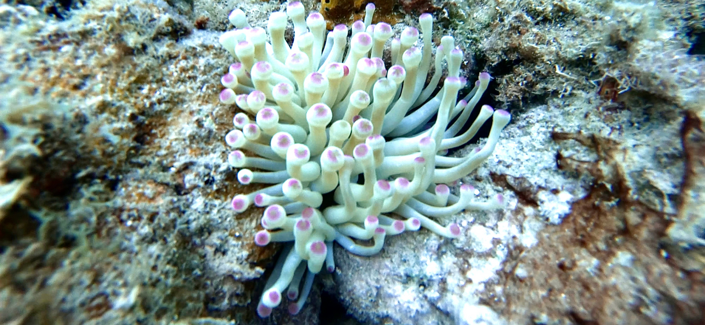 Shared Snorkeling